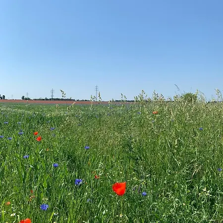 Spreewaelder Ferienhaeuser Am Berste - Ufer Lübben
