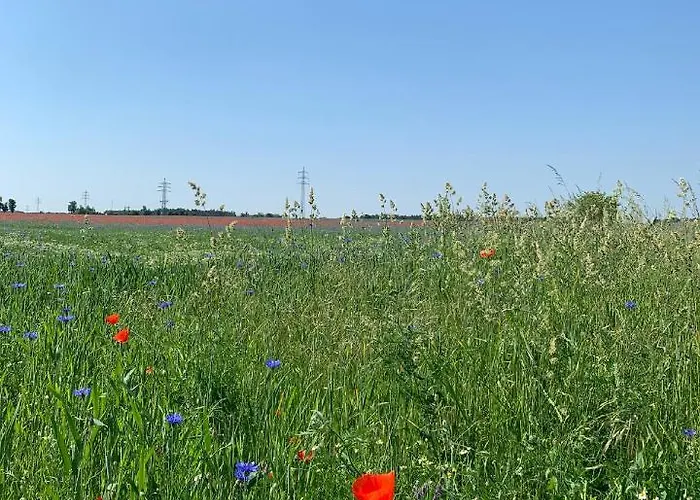 Spreewaelder Ferienhaeuser Am Berste - Ufer Lübben